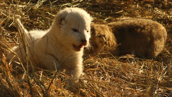 The white lion cub and its tawny sibling from the Ross Pride - image by Rein Kock
