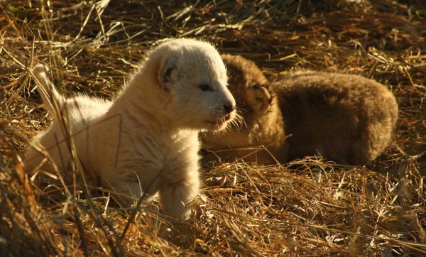 White lion cub at Africa on Foot and nThambo Tree Camp