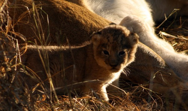One of the new tawny lion cubs born to the Ross Pride