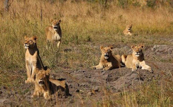 The Ximungwe Pride of lions at Savanna Private Game Reserve
