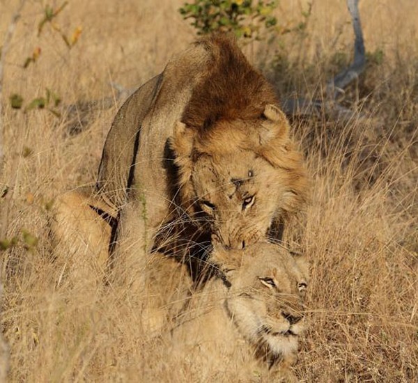 Ximungwe lioness mates with one of the Selati males