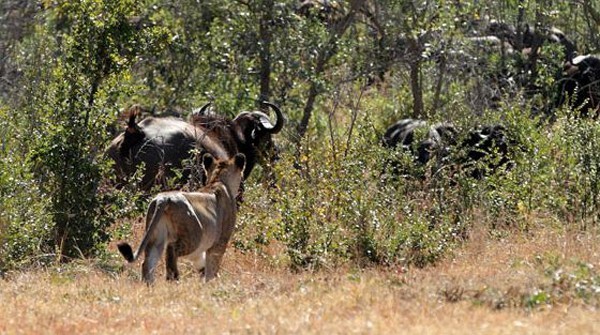 One of the Ximungwe sub-adults plays chicken with a herd of buffalo
