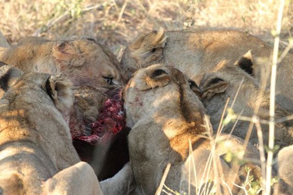 The Ximungwe Pride feeding on a buffalo carcass