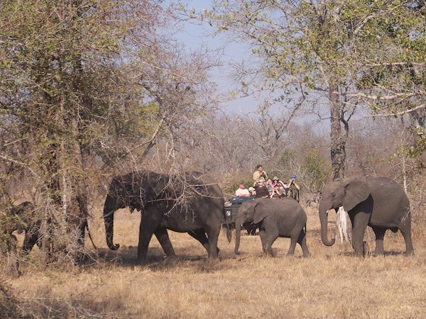 Watching elephants on a game drive at Umkumbe Safari Lodge