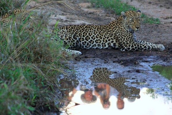 Watching a leopard on game drive at Umkumbe Safari Lodge