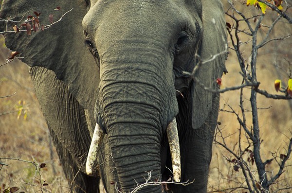 Elephant on safari at Simbavati River Lodge