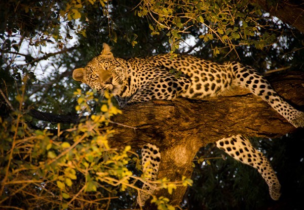 Leopard on safari at Simbavati River Lodge - guests own image