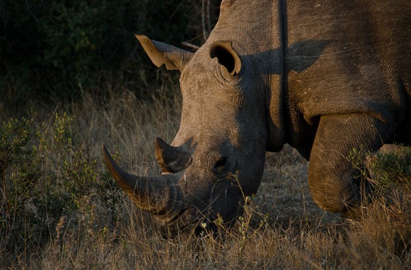 Rhino on safari at Simbavati River Lodge - guests own image
