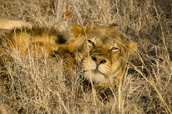 Lions on safari at Simbavati River Lodge - guests own image