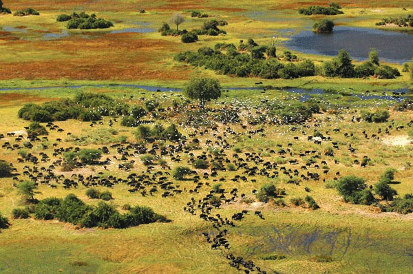 A herd of buffalo seen from the light air charter plane
