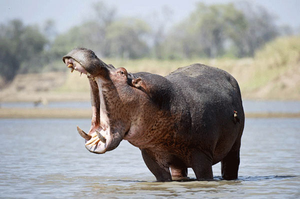 A male hippo displays his incredible strength and size