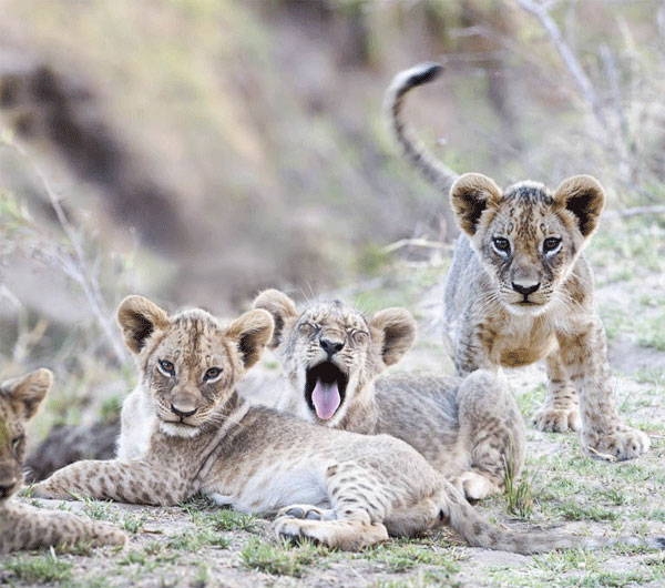 Lion cubs seen on safari in the South Luangwa