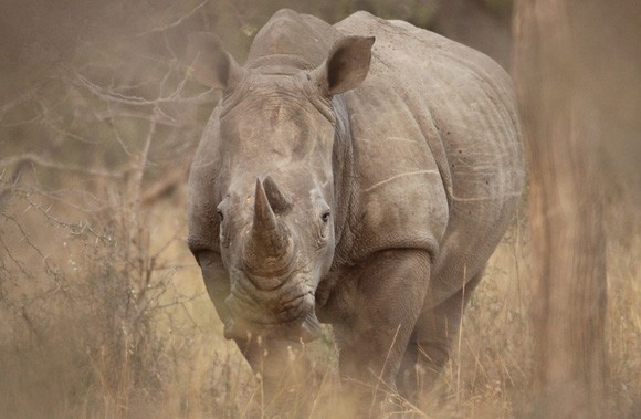 An Endangered Rhino - Save Us! 