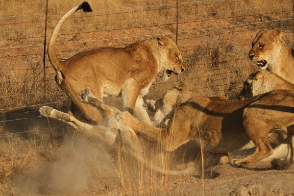 Lion fights are the ultimate in aggression, power and speed with dominance quickly asserted