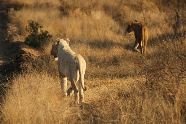 The white lioness from the Giraffe Pride makes an error in pursuing the smallest Ross female