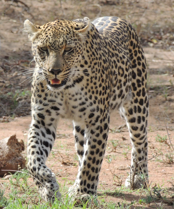 Leopard seen on a game drive at Simbavati River Lodge in the Kruger