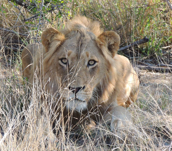 Lion seen on safari in the Kruger Park at Simbavati River Lodge