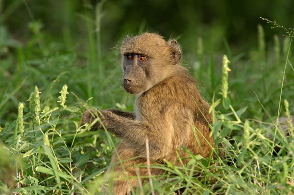Baboons are always fun to watch on a game drive