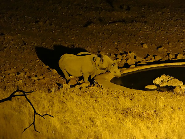 Black rhino come for a drink, a very rare sighting - guests own image
