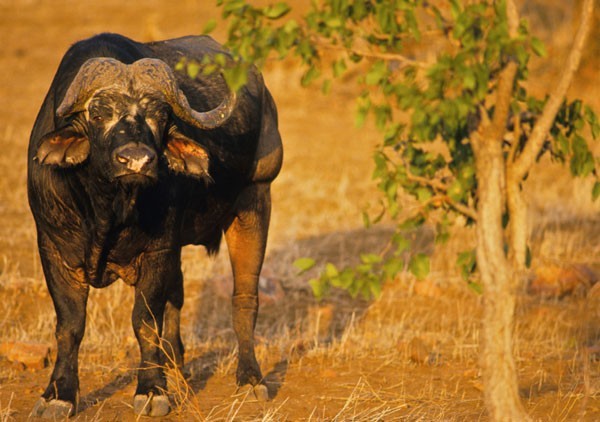 A buffalo seen on game drive in the Kruger