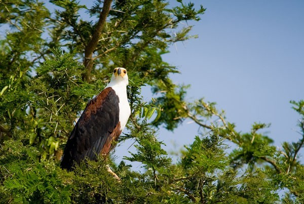 A fish eagle seen on safari in the Timbavati