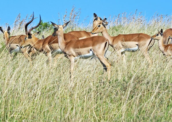 Impala are generally known as the MacDonalds of the bush!