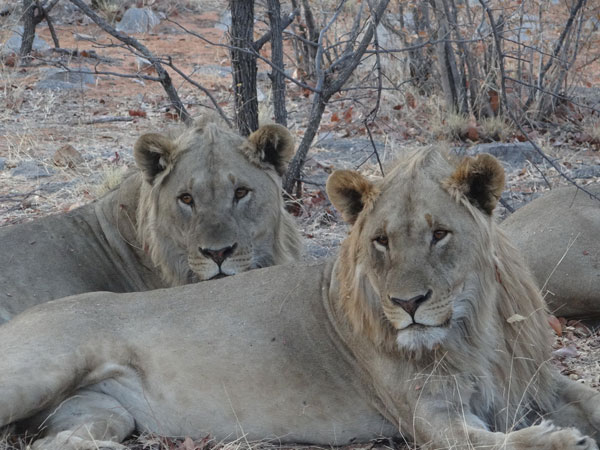Lions seen on safari in the Etosha area - guests own image