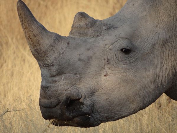 White rhino in Etosha - guests own image