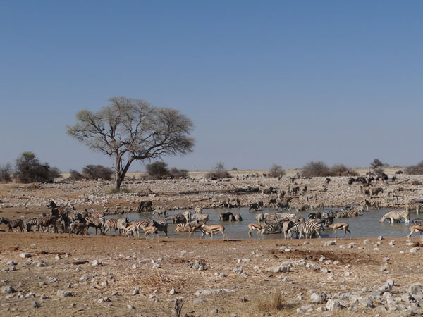 Waterholes in Etosha are always a highlight - guests own image