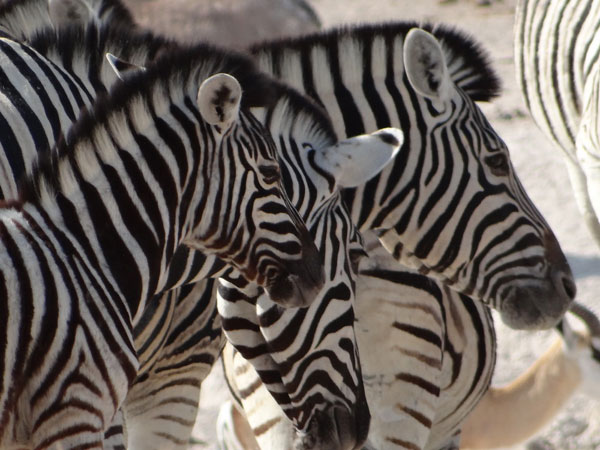 Zebra seen on safari - guests own image