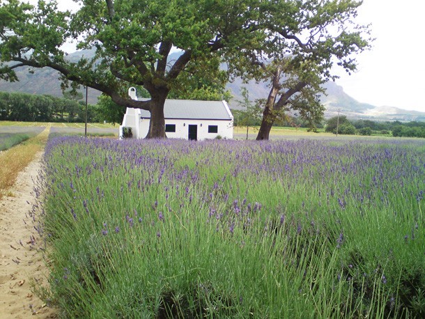 Lavender Fields, Franschhoek