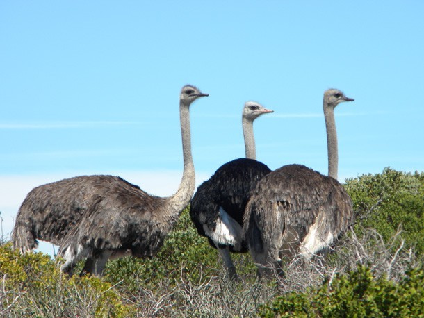 Cape Point Ostriches