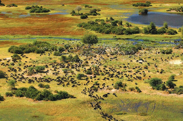 An aerial image of a herd of buffalo in the Okavango Delta
