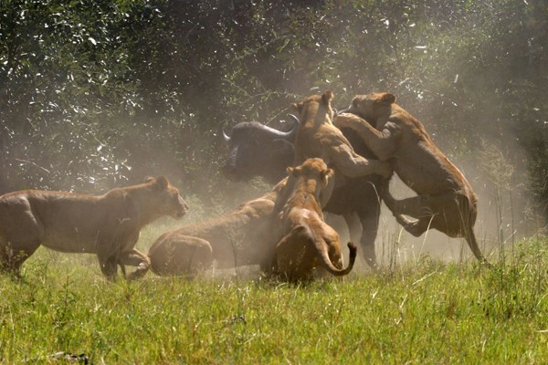 Lions hunting buffalo at Duba Plains