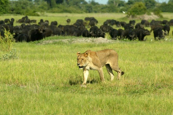 A lioness seen at Duba Plains in the Okavango Delta