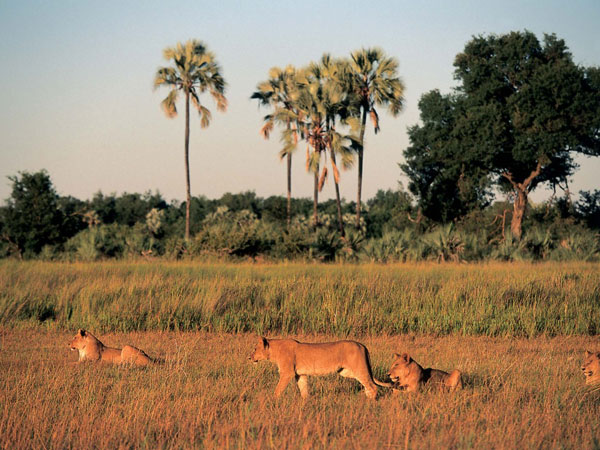 A pride of lions seen in the Okavango Delta