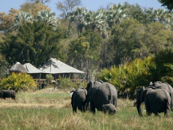 Elephants walks past Little Mombo