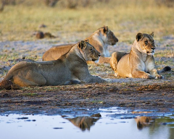 Wary Lionesses