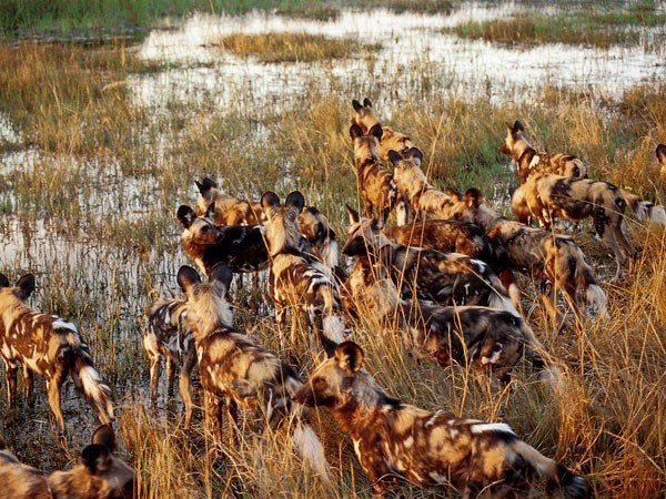 Wild dogs seen in Botswana