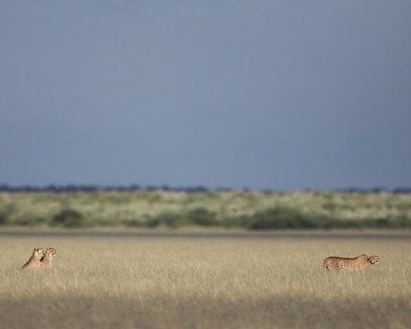Stalking Cheetahs in the Kalahari
