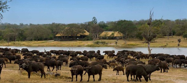 A Herd of Buffalo on the Banks of the Lake