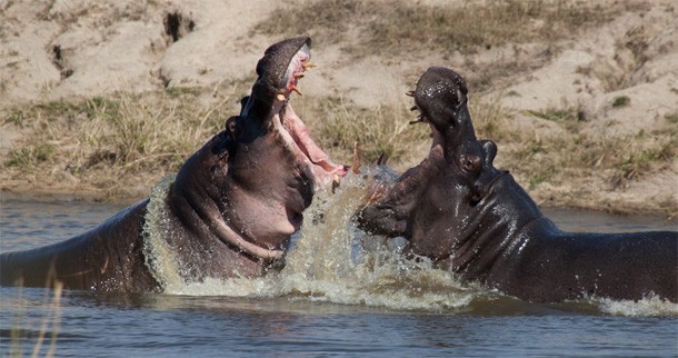 Fighting Hippos at Chitwa Chitwa