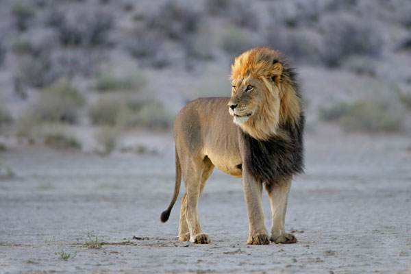Kalahari's famous black-maned lion