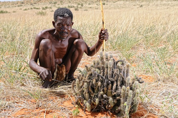 A Bushman explaining the uses of the Hoodia plant