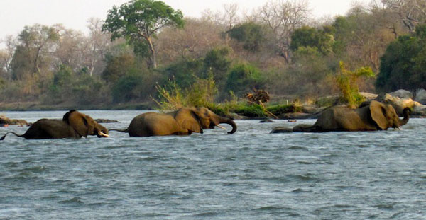 Majete Wildlife Reserve elephants