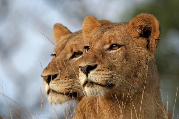 Lions on the lookout