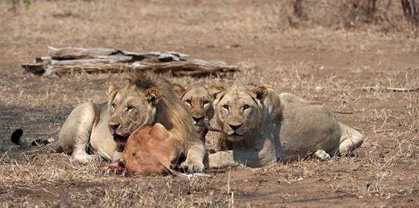 Majete Wildlife Reserve Lions
