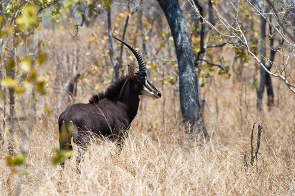 Majete Wildlife Reserve Sable antelope