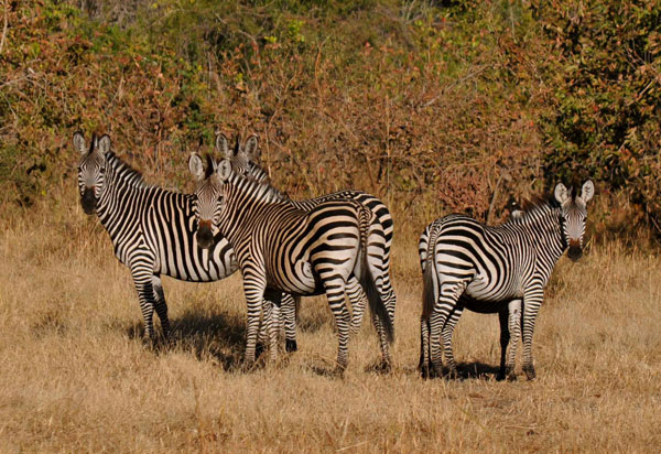 Majete Wildlife Reserve Zebra