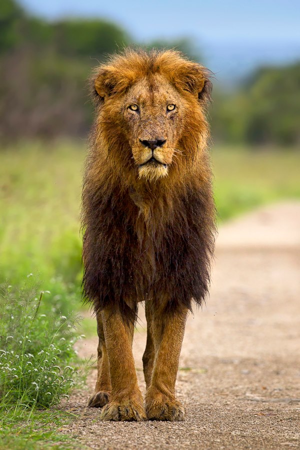 A lion seen in the Kruger - image by Mario Moreno - https://www.facebook.com/mariomorenophotographer?group_id=0